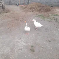 غاز|حیوانات مزرعه|چاه مرید, |دیوار