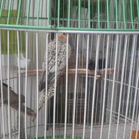 عروس هلندی مولد|پرنده|گلبهار, شهر جدید گلبهار|دیوار