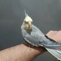 عروس هلندی|پرنده|گلستان (تهران), |دیوار