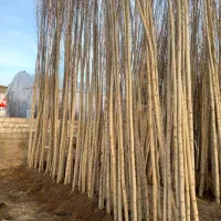 نهالستان سهند پخش انواع نهال|خدمات باغبانی و درختکاری|جلفا, |دیوار