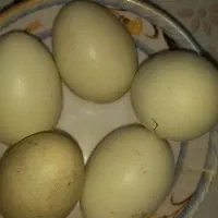 تخم مرغ لاکنزی