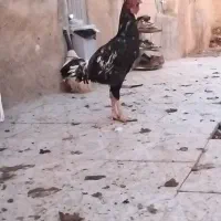 خروس لاری خسگ