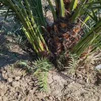 حاجی آباد|موبایل|حاجی آباد, |دیوار