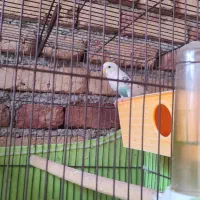 مرغ عشق مولد با جوجه