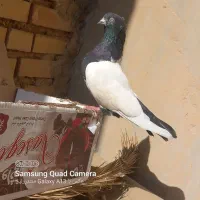 کبوتر سینه ایی