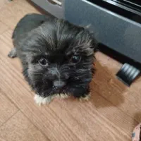 سگ شیدزو|سگ|فاضل آباد, |دیوار