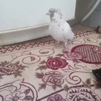 شکار شماره موبایل|پرنده|مهریز, |دیوار