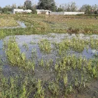 شالیزار سنتی چسبیده به مسکونی|فروش زمین و ملک کلنگی|احمدسرگوراب, |دیوار