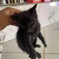 واگذاری گربه وبچه گربه|گربه|چهارباغ, |دیوار