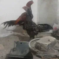 مرغ و خروس|حیوانات مزرعه|فردوسیه, |دیوار