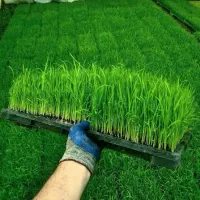 نشا یا شلتوک یا چلتوک برنج  با سینی