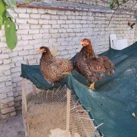 مرغ خروس ویاندوت بلورد واورنج وخروس لاکنزی|حیوانات مزرعه|مشهد, ویلاشهر|دیوار