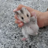 همستردستی|موش و خرگوش|چناران, |دیوار