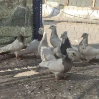 کبوتر طوقی|پرنده|لردگان, |دیوار