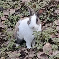 فروش خرگوش|موش و خرگوش|ضیابر, |دیوار