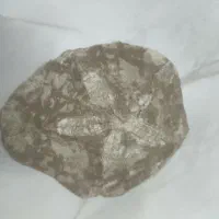 فسیل دریایی