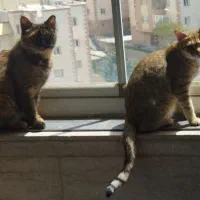 دوتا گربه یکی بشدت بغلی و شیطون یکی خانوم و مودب