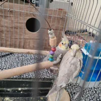 عروس هلندی جفت خوشگل و جوان و مولد