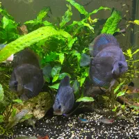 چهار عدد ماهی دیسکس ماهی زینتی Discus|ماهی|اصفهان, باغ فردوس|دیوار