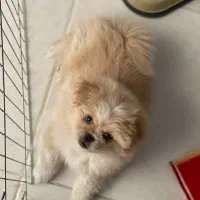 سگ پامرپیکینز،سگ ریز،سگ کوچولو،سگ فنجونی|سگ|اصفهان, احمدآباد|دیوار