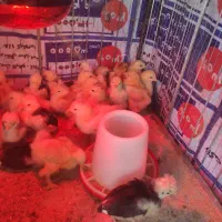 جوجه برهما . سلطان . لهستانی