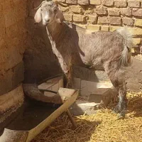 بز آبستن|حیوانات مزرعه|رفسنجان, |دیوار