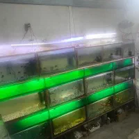 فروش انواع ماهی های زینتی و لوازم آکواریوم و غذا