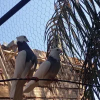 فروش جفت طوقی دم تخم