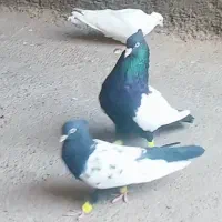 نروماده سینه سیاه کله سرخ و طوقی هفت رنگ|پرنده|مشهد, گلبرگ شمالی|دیوار