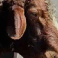 قصاب