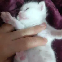 گربه انگورا اسکاتیش