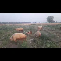 تعدادی بره شیشک شیرازی اصیل فاریاب