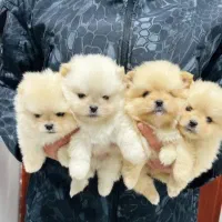 واگذاری پامرین واگذاری فانتزی|سگ|شیراز, انجیره|دیوار