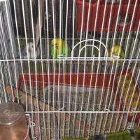 مرغ عشق هلندی دم کشیده