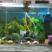 آکواریم شیشه خم شرکتی