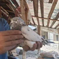 کبوتر پروازی|پرنده|رشت, کوی مهر|دیوار