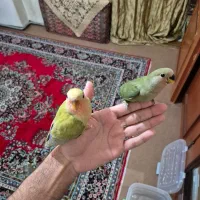 طوطی کوتوله برزیلی دستی