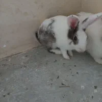 خرگوش زبل و بازیگوش نر