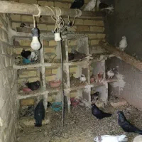 کفتر پروندنی ۲۵۰|پرنده|آران و بیدگل, |دیوار