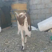کهره پاکستانی اصل