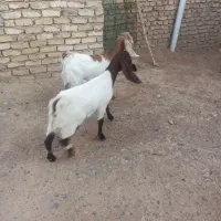 بزغاله ماده|حیوانات مزرعه|فرح دشت, |دیوار