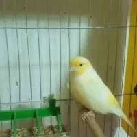 قناری نر موزایکی|پرنده|آباده, |دیوار