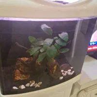 آکواریوم شرکتی،با وسایل|ماهی|مشهد, امیریه|دیوار