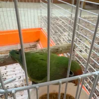 طوطی برزیلی دستی