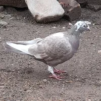 کبوتر به فروش میرسد