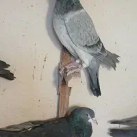 کبوتر|پرنده|مرودشت, استادیوم|دیوار