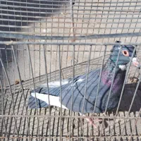 پلنگ سینه قهوه ای نروماده سینه قهوه ای وسینه سیاه|پرنده|کرمان, |دیوار