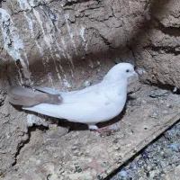 تکدوم . پرشی|پرنده|کبودرآهنگ, |دیوار