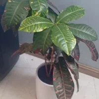 گل با گلدان
