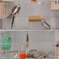 عروس هلندی با تخم